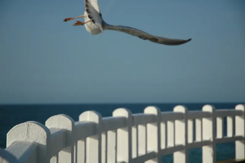 Gull wing