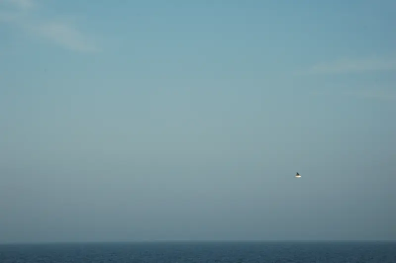 Belle Isle gull